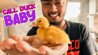 আমার ছাদে প্রথম Call Duck এর বাচ্চা হয়েছে 🐣 [upl. by Nolava300]