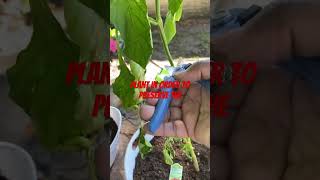 Part 1 Overwintering Pepper Plants fallgardening minigarden zone8 gardening pepperplants [upl. by Oettam]