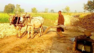 Traditional jaggery making  Making of Gurr  village food factory  Village life [upl. by Acsicnarf326]