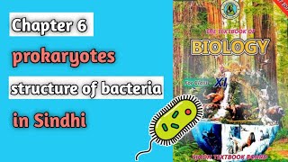 structure of bacteria class 11 biology Sindh board chapter 6 prokaryotes [upl. by Romeyn]