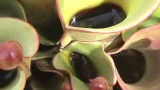 Heliamphora Gets Swarmed  but loves it [upl. by Hinkle]