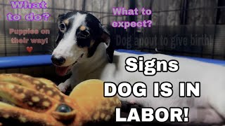 Signs dog is going into labor  My Dog is in labor  What to expectWhat to do [upl. by Chae]