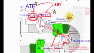 cyclic photophosphorylation practice q [upl. by Bala]