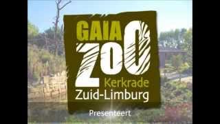 GaiaZOO  Nieuwe hengst bij Przewalskipaarden [upl. by Vogele]