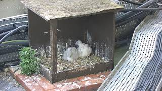 Peregrine falcons webcam 2024 [upl. by Eiclek96]