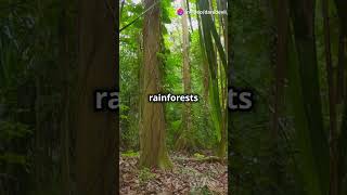 How Biomes Shape Our World 🌍 facts biomes world nature biospheres naturalhabitat [upl. by Rebmyt]