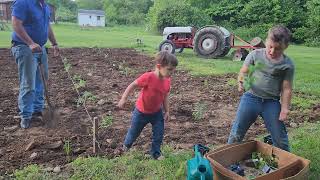 Digging in the Dirt Planting Tomatoes garden spring greenthumbs [upl. by Ahsenauq]