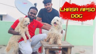 Lhasa Apso dog  owners review  Lhasa Apso dog careing and maintenance [upl. by Aynatal31]