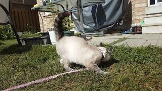 Lynx point siamese kitten with defensive puffy tail outside [upl. by Nnaaihtnyc]