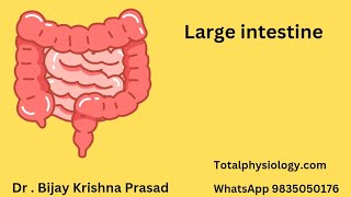 Large Intestine Parts Structure Functions Simplified [upl. by Llenroc]