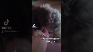 lagotto romagnolo puppy 2 months old [upl. by Odravde]