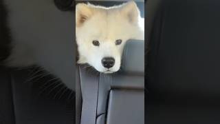 me wants my numnums now Mahm samoyedpuppy samoyed fypシ゚viral samoyeddog fyp [upl. by Jeconiah]