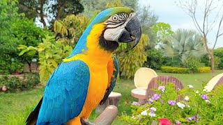 Blue and Gold Macaw Sounds  Macaw Natural Voice and Calls [upl. by Llednahs]