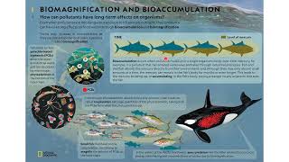 Bioaccumulation and Biomagnification [upl. by Adliwa]