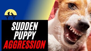 Sudden Puppy Aggression amp How to Stop It tutorial [upl. by Oicnerual]