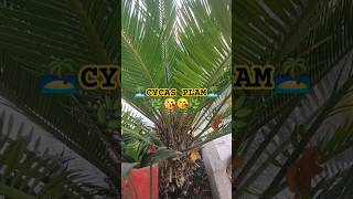 Cycas plam l shorts ytshorts youtube shortsfeed gardening trending [upl. by Harriette]