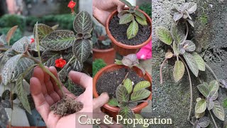 Episcia Cupreata Plants Care Tips And Propagation [upl. by Sadick762]