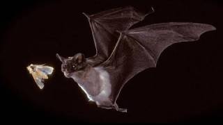 Bats in our Midst  KQED QUEST [upl. by Ahsienot]