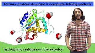 Protein Structure [upl. by Wawro]