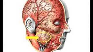 Regio parotideomasseterica 1dio2 [upl. by Ahsilac]