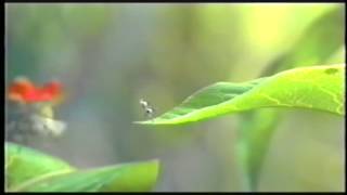 A Bugs Life 2  Sneek Peak 2017 HD [upl. by Corey]