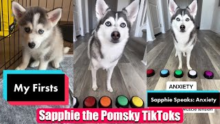 Sapphie the Pomsky New TikTok Videos  Best of Sapphie the Pomsky Videos Compilation [upl. by Lauryn970]