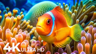 Dive Into the Mesmerizing Underwater Realm and Marvel at Sea Animal in The Best 4K ULTRA HD Aquarium [upl. by Adai]