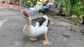 Pet Muscovy duck sound [upl. by Gamali]