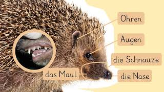 Der Igel  Aussehen und Verhalten einfach erklärt  sofatutor [upl. by Eirtemed542]