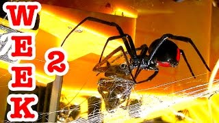 Redback Vs Wolf Spider Deadly Spiders Make Great Pets [upl. by Reste506]