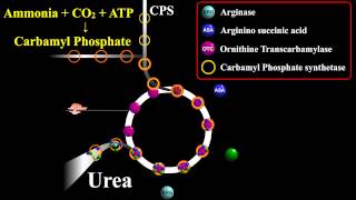 Urea Biosynthesis or Ornithine Cycle [upl. by Alarise527]