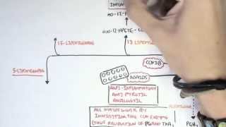 Part II  Aracidonic Acid Metabolites [upl. by Jahncke]