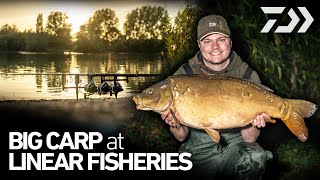 Catching BIG CARP at LINEAR FISHERIES  Carp Fishing  JACKS VLOG  Daiwa Carp [upl. by Assilym]