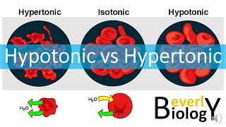 Hypotonic vs Hypertonic Solutions [upl. by Ilyah]