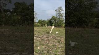 Amazing Hawk Eagle hunting bird for food videos amazing shortvideo eagle subscribe hunting [upl. by Anirdua]