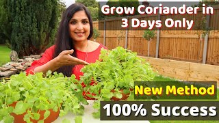 Fastest Coriander Growing Method  No one told you before  Cilantro Growing At Home cilantro DIY [upl. by Ennyrb]