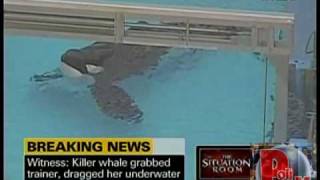 SeaWorld Trainer Dies in Killer Whale Attack Third Kill By Tillikum the Whale [upl. by Analad]