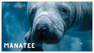 Manatee sounds underwater in the river of the Caribbean Sea [upl. by Nnaeus]