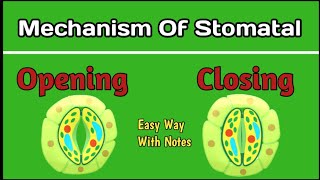 Mechanism of stomatal opening and closing  Stomata [upl. by Isak]