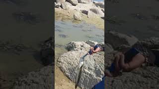 fishing channa striata 😍 catchandrelease fishingfun fishingtrip fishingvlog viralvideo [upl. by Schiff396]