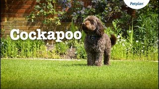 Cockapoo Puppies and Dogs Temperament Lifespan amp more  Petplan [upl. by Otrevire]