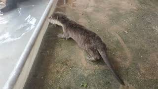 Pets Lover Otter’s Swimming Sweet Family [upl. by Carmen]