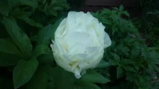 Paeonia Ballerina [upl. by Caines]