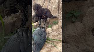 Hawk Eagle hunting bird for food 🦅comment birds like subscribe youtubeshorts ytshorts shorts [upl. by Nerreg486]