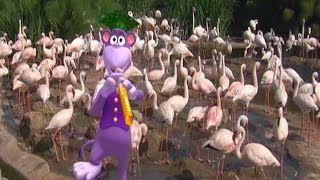 Baby Flamingos Song  Learn Animals Songs  From Baby Genius [upl. by Einamrej]