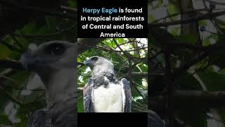 Harpy Eagle  National Bird of Panama [upl. by Elay]