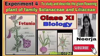 Study flowering plant of families Solanaceae amp LiliaceaeExperiment 4class11biology1st term [upl. by Mahda]