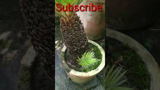 PUPS  BABY  CYCAS PLANT [upl. by Winstonn]