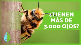 10 CURIOSIDADES sobre las ABEJAS 🐝🍯 ¿Pueden RAZONAR y CALCULAR [upl. by Louie]