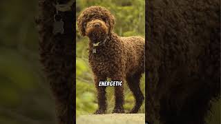 Why Lagotto Romagnolos Make Great Pets [upl. by Peursem]